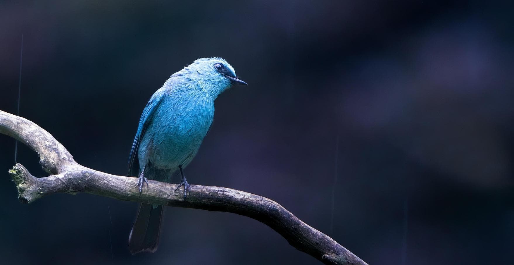 Flycatcher